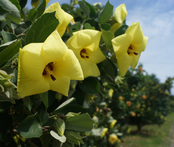 重富漁港に咲く花