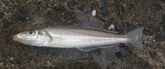 南側の港外の階段状の護岸で釣れたシロギス