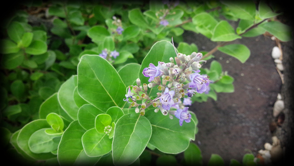 【写真】喜入新港のハマゴウ　2016年07月18日
