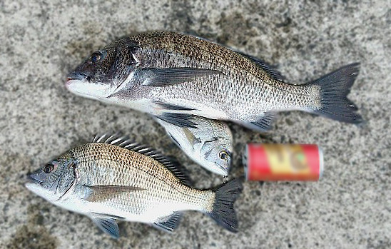 【写真】喜入新港の長堤防でダトニオ 様が釣ったチヌ　2016年09月22日