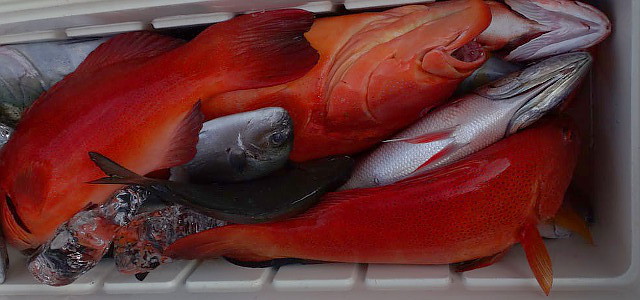 スジアラ」（アカジョウ）の生態と釣り方  釣り情報サイト wiredFish