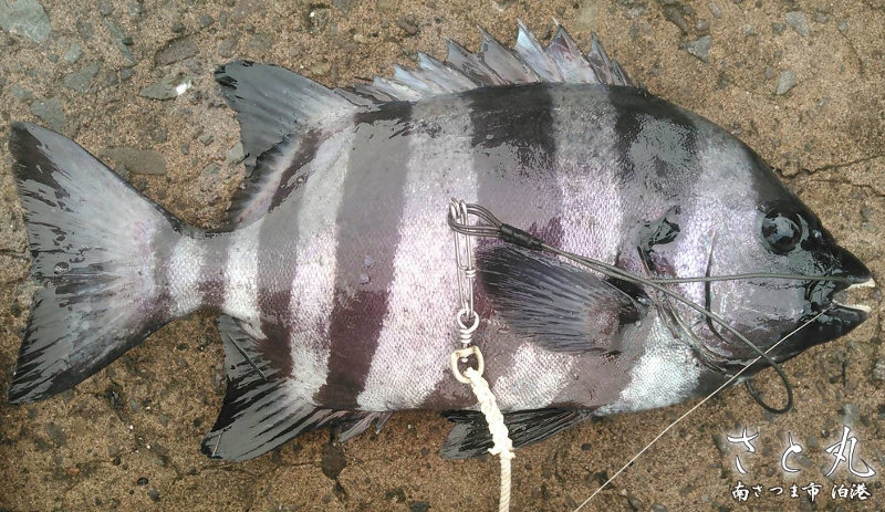 イシダイ の生態と釣り方 釣り情報サイト Wiredfish