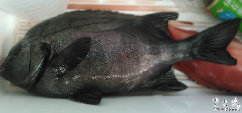 イシダイ の生態と釣り方 釣り情報サイト Wiredfish