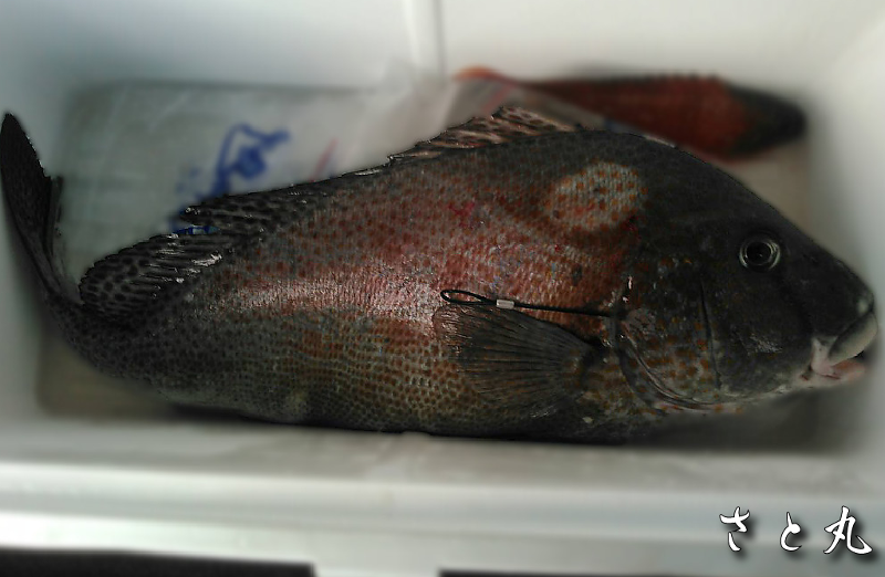 コロダイ の生態と釣り方 釣り情報サイト Wiredfish