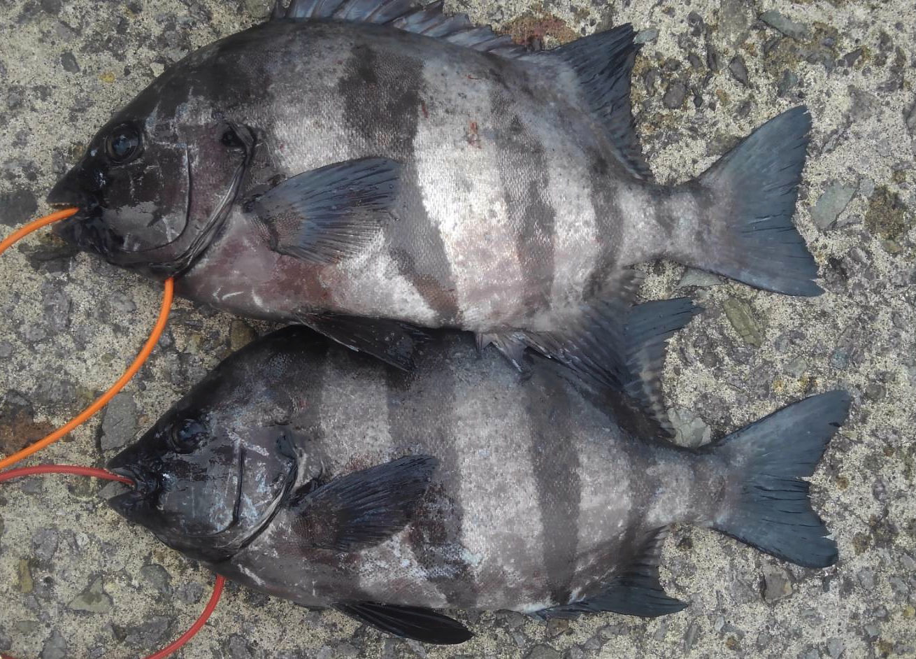 南薩 坊津の磯釣り 瀬渡し船 さと丸 鹿児島県 南さつま市 泊港出船