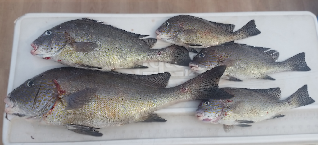 コロダイ の生態と釣り方 釣り情報サイト Wiredfish