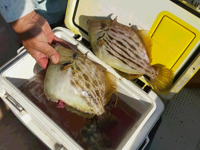 カワハギ の生態と釣り方 釣り情報サイト Wiredfish