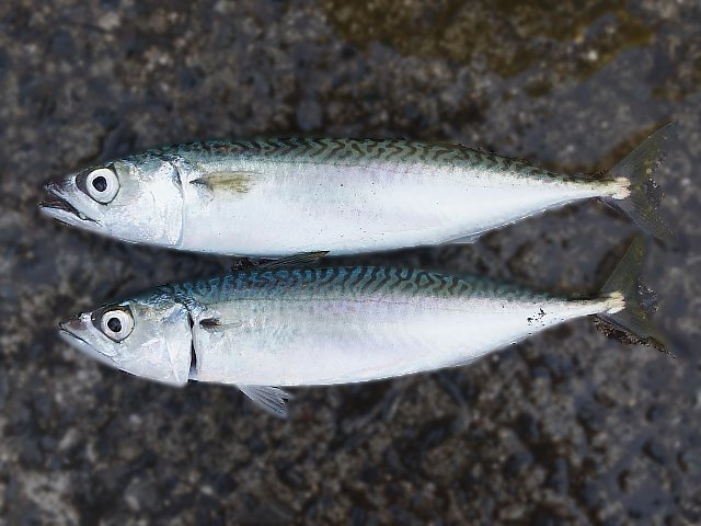サバ - 釣りの対象魚 | 釣り情報サイト wiredFish