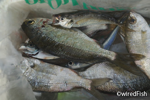 ダイミョウサギ 釣りの対象魚 釣り情報サイト Wiredfish