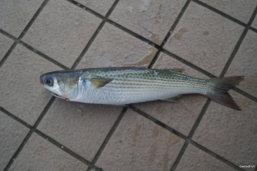 ボラ 釣りの対象魚 釣り情報サイト Wiredfish