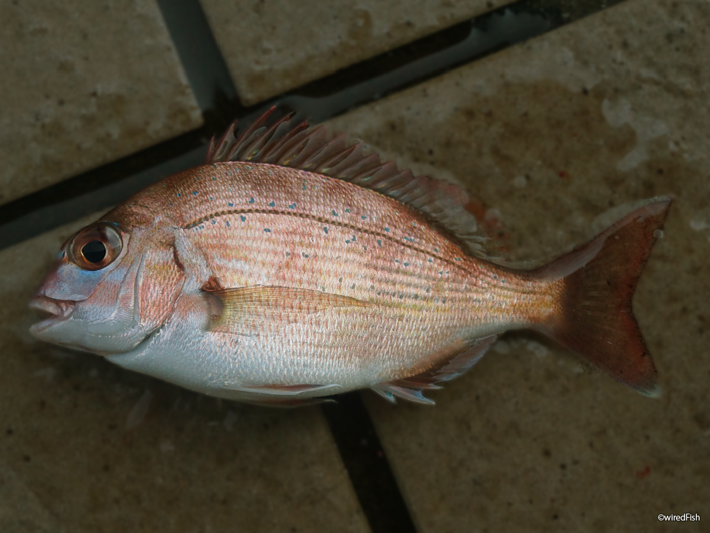 マダイ の生態と釣り方 釣り情報サイト Wiredfish