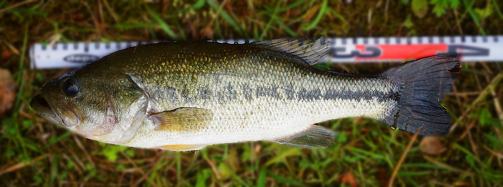 ブラックバス 釣りの対象魚