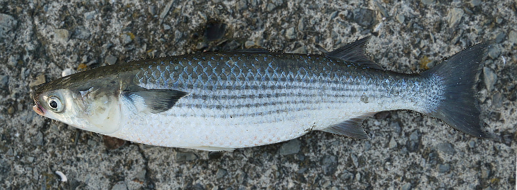 ボラ 釣りの対象魚 釣り情報サイト Wiredfish