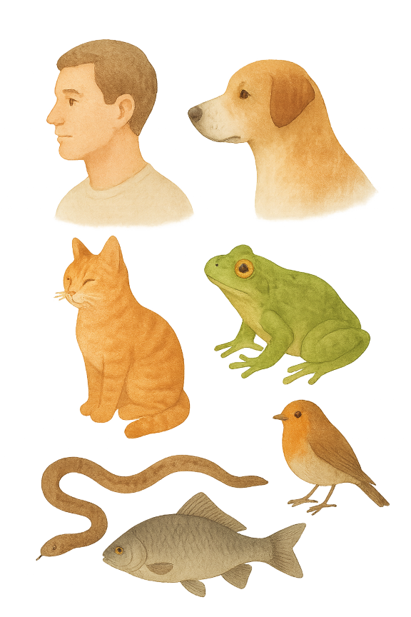 脊椎動物