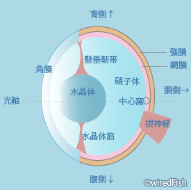 魚の視覚 釣り情報サイト Wiredfish