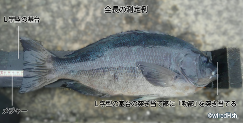 魚の大きさを表す寸法 釣り情報サイト Wiredfish