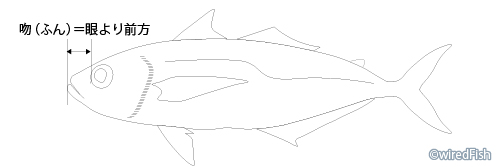 魚の各部名称 釣り情報サイト Wiredfish