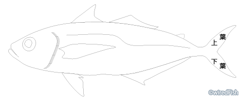 魚の各部名称 釣り情報サイト Wiredfish