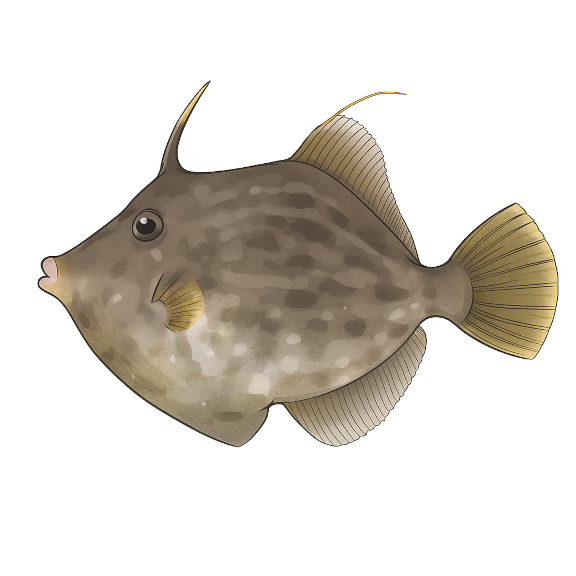 カワハギ