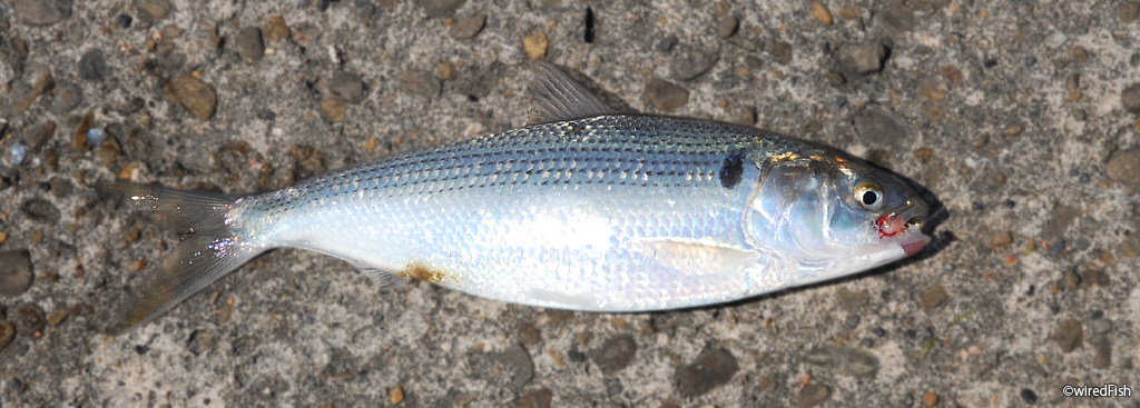 コノシロ 釣りの対象魚 釣り情報サイト Wiredfish