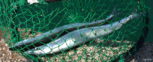 サヨリ の生態と釣り方 釣り情報サイト Wiredfish