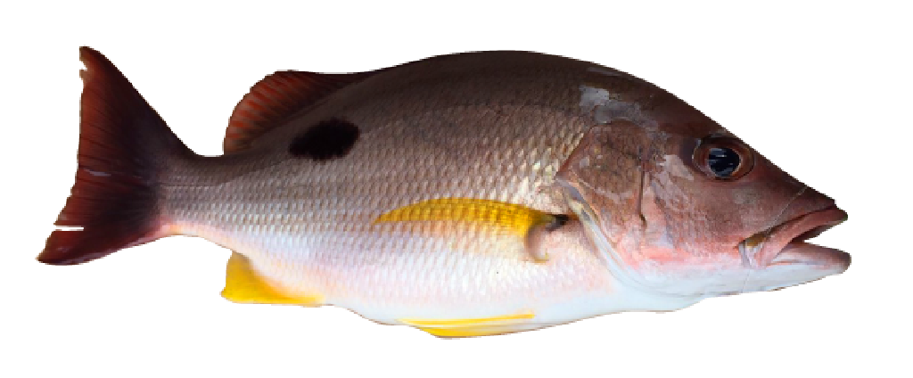 クロホシフエダイ 黒点シブダイ の生態と釣り方 釣り情報サイト Wiredfish
