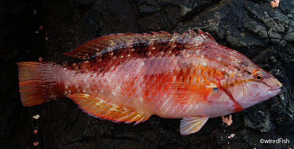 ベラ の生態と釣り方 釣り情報サイト Wiredfish