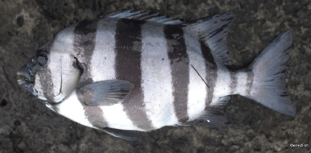 イシダイ の生態と釣り方 釣り情報サイト Wiredfish