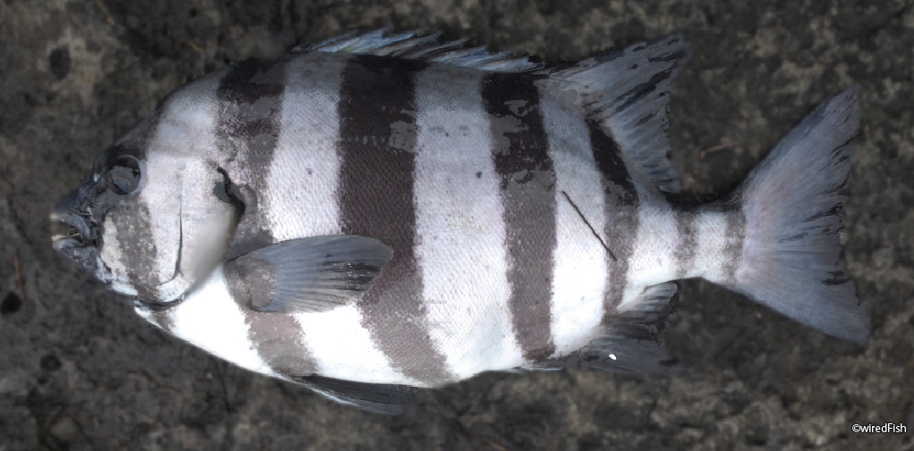 イシダイ の生態と釣り方 釣り情報サイト Wiredfish