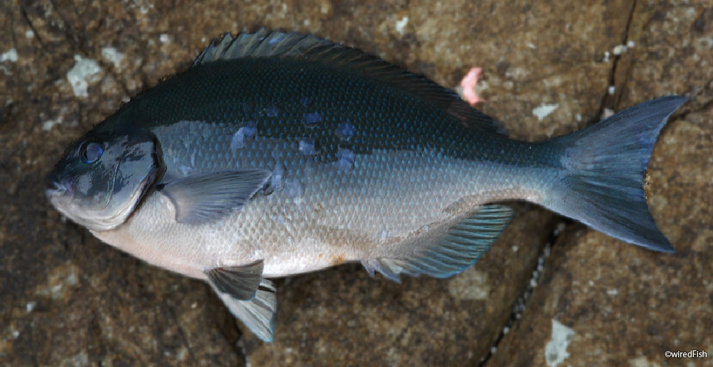 クロメジナ 尾長グレ の生態と釣り方 釣り情報サイト Wiredfish