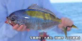 ウメイロの生態と釣り方 釣り情報サイト Wiredfish