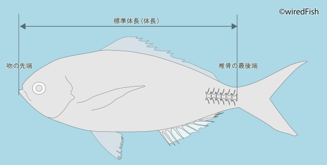 魚の大きさを表す寸法