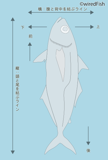 魚の縦・横・前・後・上・下とは？