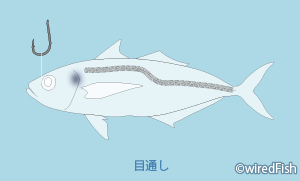 生餌の針掛け