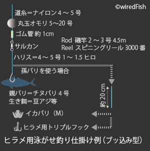 ヒラメ 釣りの対象魚 釣り情報サイト Wiredfish