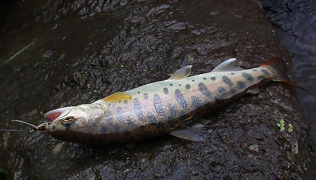 ヤマメ 釣りの対象魚