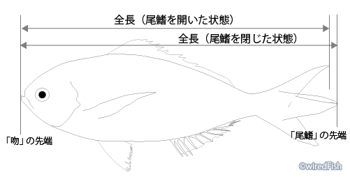 魚の大きさを表す寸法 釣り情報サイト Wiredfish
