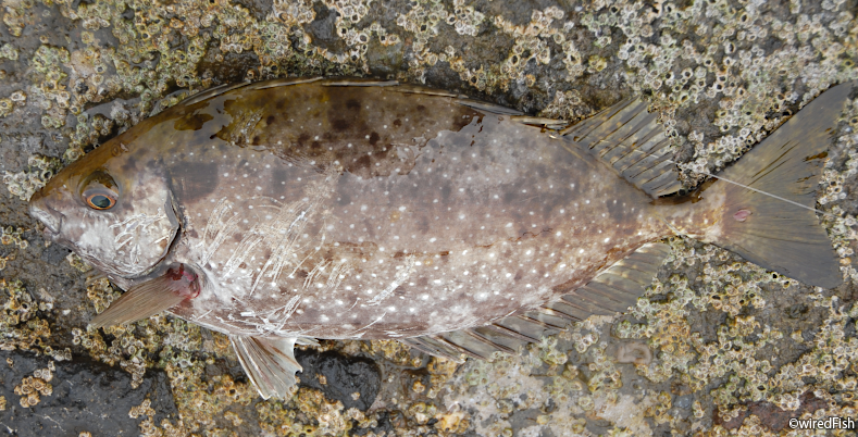 アイゴ の生態と釣り方 釣り情報サイト Wiredfish