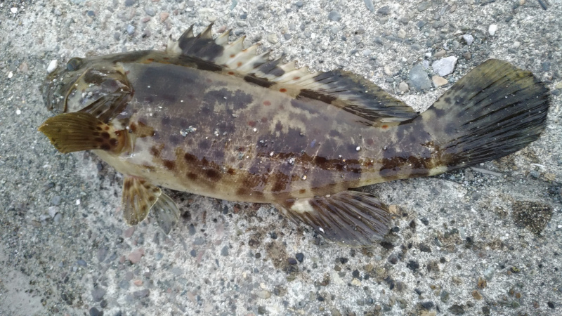 延岡港の釣り 宮崎県 延岡市 釣り情報サイト Wiredfish