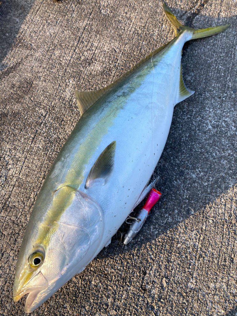 大当港の釣り 鹿児島県 南さつま市 釣り情報サイト Wiredfish