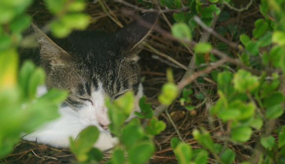 公園内のねこ