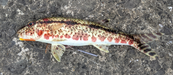 【釣果写真】2025年05月28日　喜入新港の長堤防で釣れたヒメジ