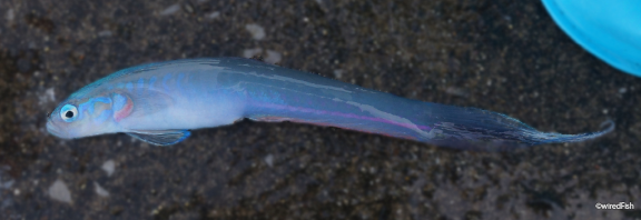【写真】ヘリポート前で釣れたハナハゼ　2016年08月06日