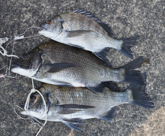 【写真】600堤防で釣れたチヌ　2016年08月20日