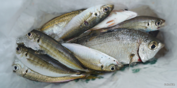 【写真】ヘリポート前で釣れた豆アジ　2016年08月20日