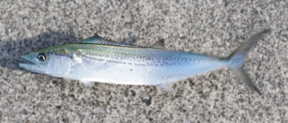 【釣果写真】2016年09月29日　谷山港で釣れたサゴシ