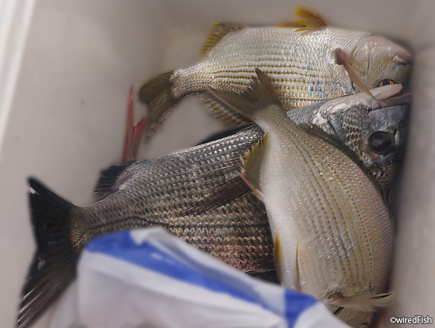 【写真】600堤防で釣れたヘダイとチヌ　2016年11月23日
