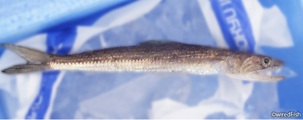 【写真】600堤防で釣れたエソ　2016年11月23日