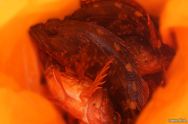 【写真】600堤防で釣れたカサゴ　2016年11月23日