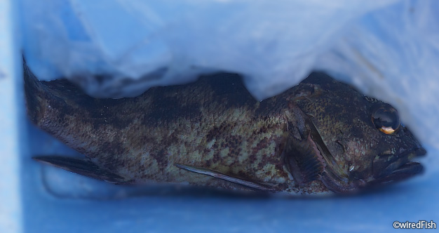 【写真】交通安全教育センター前のテトラ帯で釣れたカサゴ　2016年11月23日